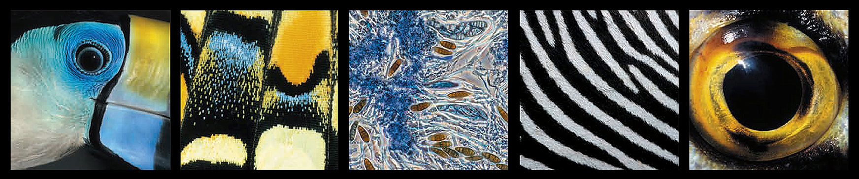 Ektas, microphotos de Gilles Martin